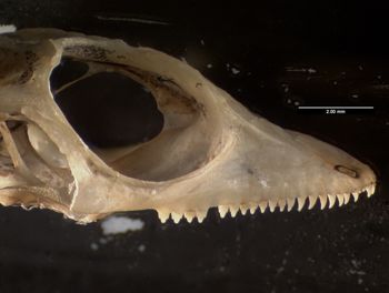 Media type: image;   Herpetology R-184661
